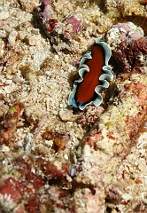 Raja Ampat 2016 - Pseudoceros - undescribed polyclad flatworms - Ver plat - IMG_5630_rc
